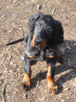 13 Wochen - WALD Bibo ganz brav 